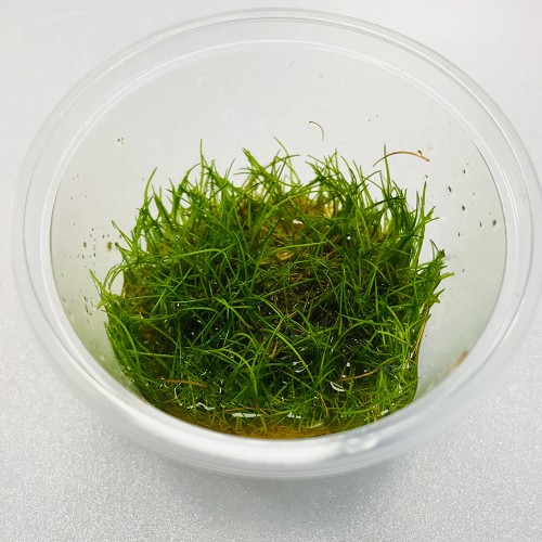 Eleocharis specie mini in a cup